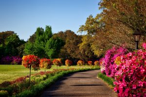 Image of a park walkway with beautiful red, orange, and pink flower bushes and trees on a sunny day.